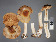 Cortinarius cremeolinus