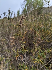 Salvia brandegeei