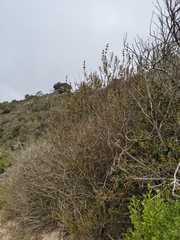 Salvia brandegeei