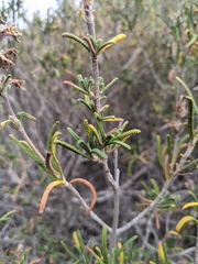 Salvia brandegeei