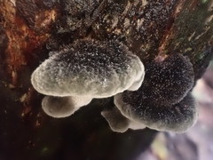 Postia pelliculosa
