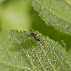 Dilophus strigilatus