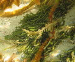 Caulerpa flexilis