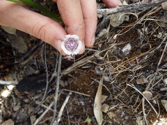Calochortus tolmiei