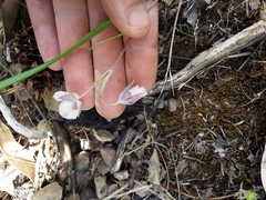 Calochortus tolmiei