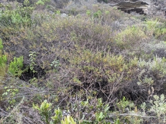 Salvia brandegeei