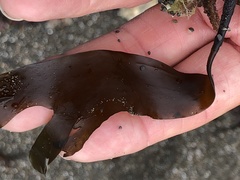 Laminaria setchellii
