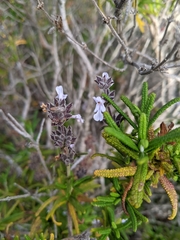 Salvia brandegeei
