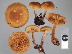 Galerina patagonica