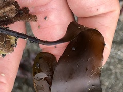 Laminaria setchellii