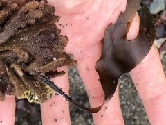 Laminaria setchellii