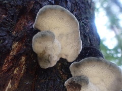 Postia pelliculosa