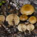 Galerina patagonica - Photo (c) Jerry Cooper, some rights reserved (CC BY), uploaded by Jerry Cooper
