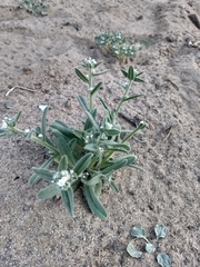 Oreocarya flavoculata