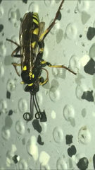 Ichneumonina