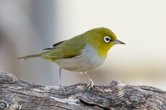 Silvereye - Photo (c) Kazredracer, some rights reserved (CC BY-NC-ND)