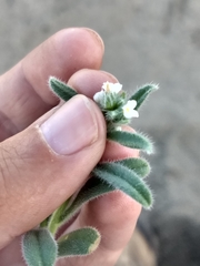 Oreocarya flavoculata