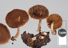 Psathyrella echinata