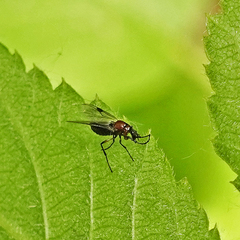 Dilophus strigilatus