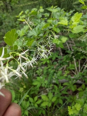 Ribes curvatum