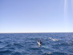 Sagmatias obscurus