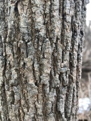 Fraxinus nigra