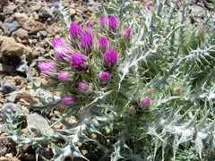 Carduus carlinoides
