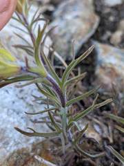 Castilleja arachnoidea