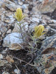 Castilleja arachnoidea