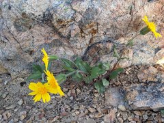 Arnica cernua