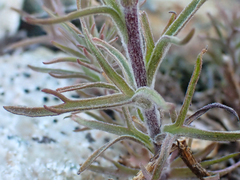 Castilleja arachnoidea