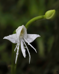 Habenaria grandifloriformis
