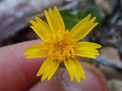 Arnica cernua