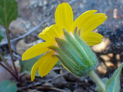 Arnica cernua