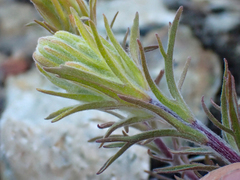 Castilleja arachnoidea