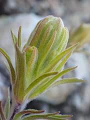 Castilleja arachnoidea