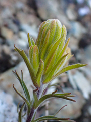 Castilleja arachnoidea