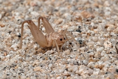 Ceuthophilus lamellipes