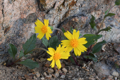Arnica cernua