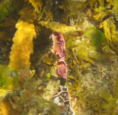 Titanoderma pustulatum