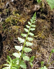 Woodsia obtusa
