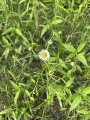 Erigeron strigosus strigosus