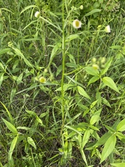 Erigeron strigosus strigosus