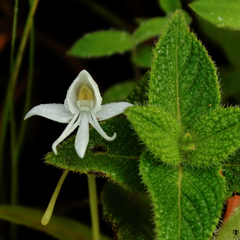 Habenaria grandifloriformis