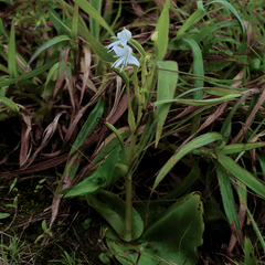 Habenaria grandifloriformis