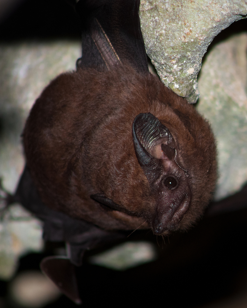 Greater Dog-Like Bat