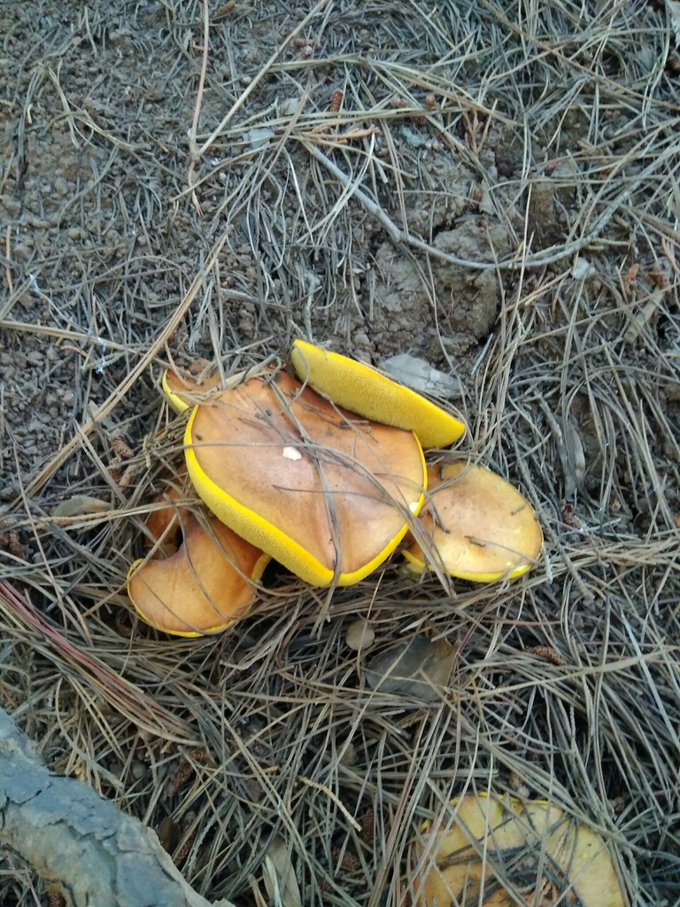 Suillus luteus · January 2018 · photo: © cristianriquelme (iNaturalist, cc-by)