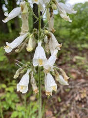 Penstemon tenuiflorus
