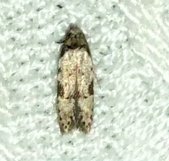 Taygete attributella