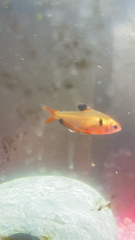 Hyphessobrycon eques